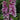 Foxglove - Dalmatian Rose