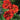 Geum - Double Bloody Mary