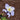 Columbine - Earlybird Blue & White