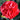 Dianthus - Early Bird Chili