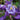 Columbine - Earlybird Purple & Blue