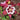 Columbine - Earlybird Red & White