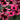Coneflower - Dark Shadows Wicked