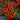Coneflower - Kismet Intense Orange