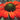 Coneflower - Kismet Intense Orange