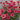 Coneflower - Kismet Raspberry