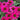 Coneflower - Kismet Raspberry