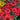 Coneflower - Kismet Red