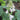 Hosta - Elegans