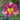Daylily - Entrapment