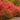 Burning Bush - Winged
