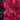Burning Bush - Dwarf