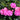 Dianthus - Peman Fancy Lilac