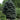 Blue Spruce - Fat Albert