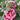 Hollyhock - Fiesta Time