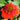 Coneflower - Sombrero Fiesta Orange