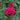 Beebalm - Fireball Red