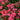Phlox - Flame Coral