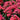 Phlox - Flame Coral