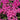 Phlox - Flame Pink