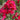 Phlox - Flame Red