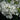 Phlox - Flame White