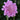 Pincushion - Flutter Rose Pink