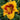 Daylily - Fooled Me
