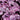 Coral Bells - Forever Purple