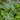 False Forget-Me-Not