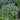 False Forget-Me-Not