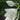 Hosta - Frances Williams