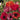Oriental Poppy - Fruit Punch