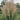 Grass - Indiangrass Golden Sunset