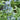 Blue Star - Narrow Leaf