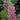 Lupine - Gallery Pink
