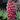 Lupine - Gallery Red