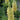 Lupine - Gallery Yellow