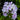 Phlox - Flame Blue