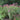Joe Pye Weed - Gateway Joe