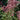 Joe Pye Weed - Gateway Joe