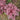 Coral Bells - Georgia Plum