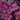 Coral Bells - Georgia Plum