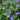 Geranium - Tiny Monster