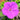 Geranium - Tiny Monster