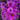 Aster - Pink Crush