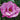 Rose - Foxi Pavement