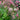 Geum - Prairie Smoke