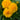 Coreopsis - Solanna Golden Sphere