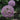 Allium - Globemaster